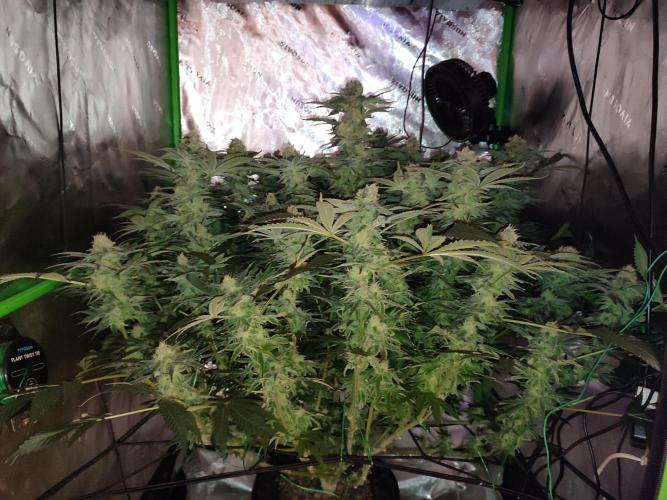 DWC - Papaya Stank. Week 14 - BT 41