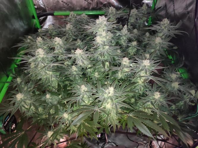 DWC - Papaya Stank. Week 14 - BT 41