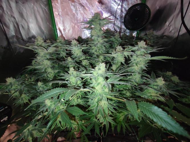 DWC - Papaya Stank. Week 14 - BT 41