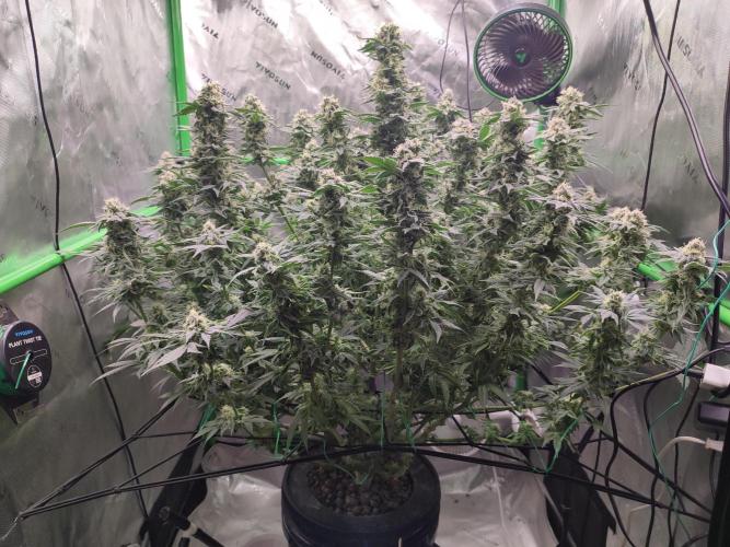 DWC - Papaya Stank. Week 15 - BT 42