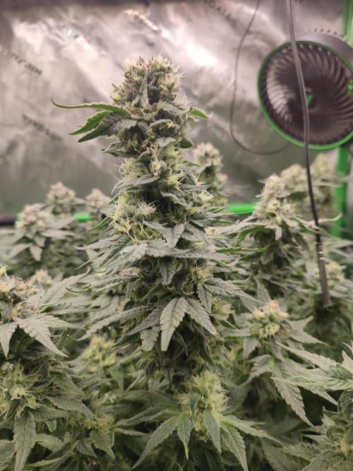 DWC - Papaya Stank. Week 15 - BT 42