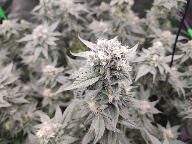 DWC - Papaya Stank. Week 15 - BT 42