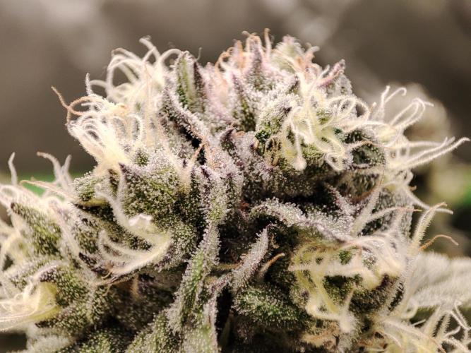 DWC - Papaya Stank. Week 15 - BT 42