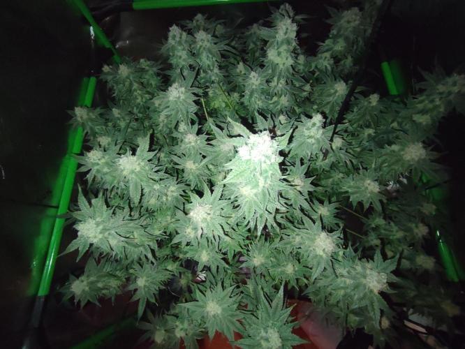 DWC - Papaya Stank. Week 15 - BT 42