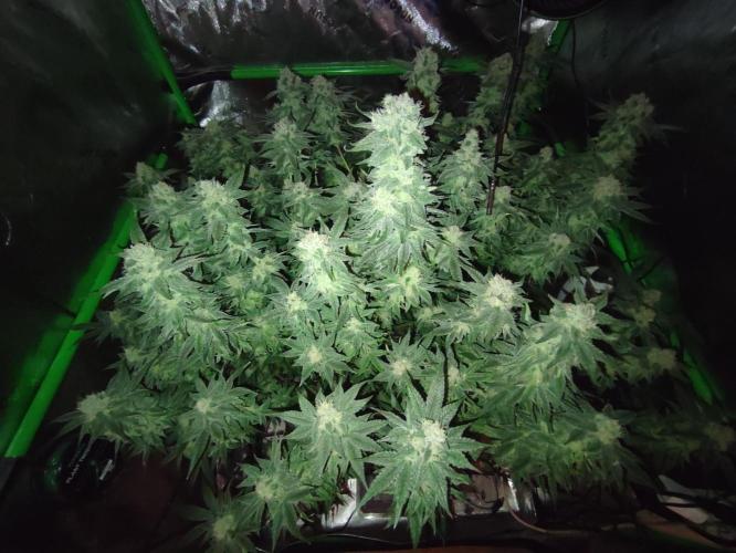 DWC - Papaya Stank. Week 15 - BT 42