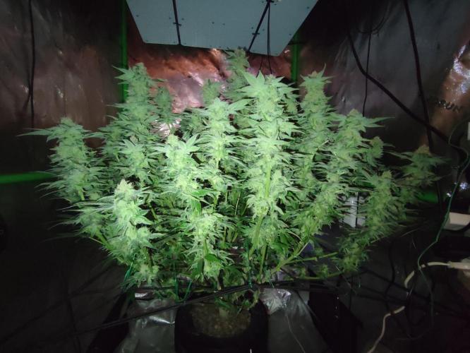 DWC - Papaya Stank. Week 15 - BT 42