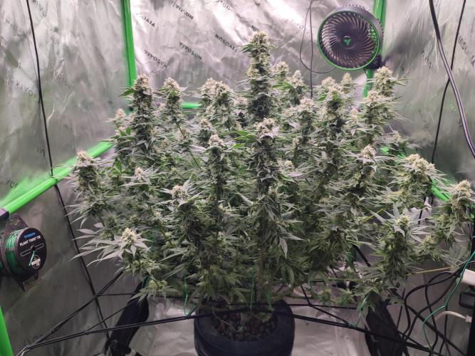 DWC - Papaya Stank. Week 15 - BT 43