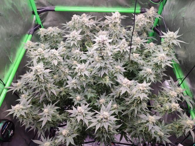 DWC - Papaya Stank. Week 15 - BT 43