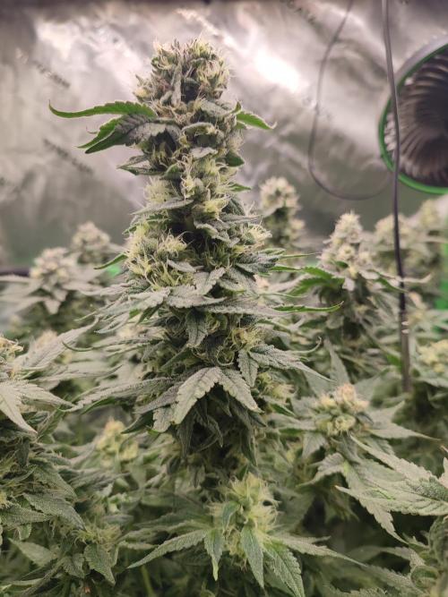 DWC - Papaya Stank. Week 15 - BT 43