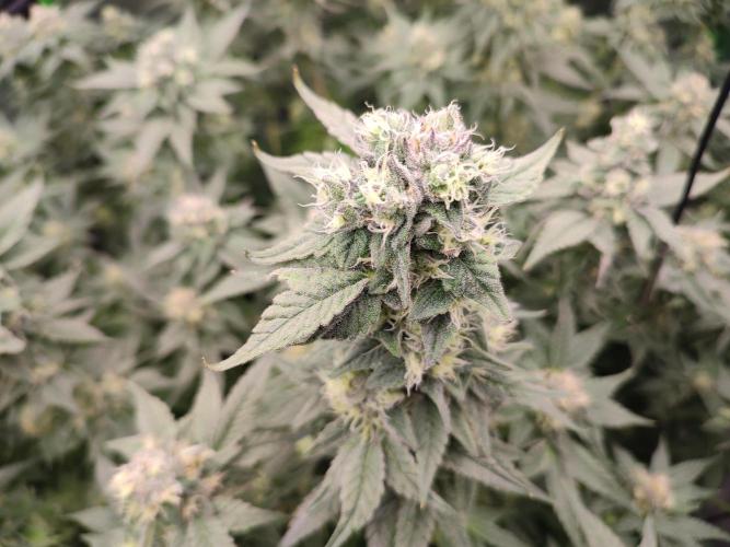 DWC - Papaya Stank. Week 15 - BT 43