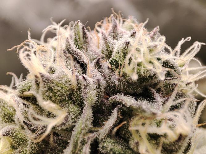 DWC - Papaya Stank. Week 15 - BT 43