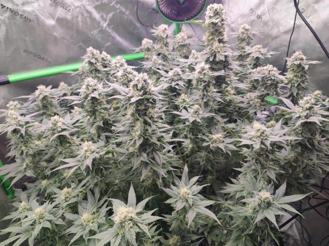 DWC - Papaya Stank. Week 15 - BT 43