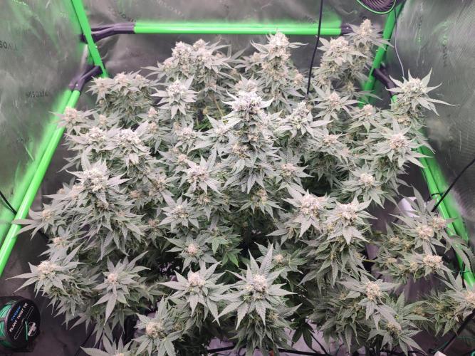 DWC - Papaya Stank. Week 15 - BT 47