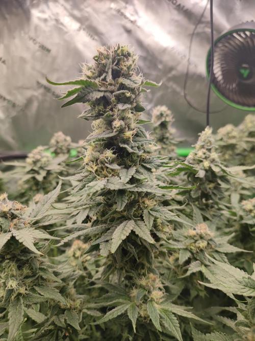 DWC - Papaya Stank. Week 15 - BT 47