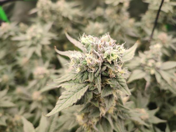 DWC - Papaya Stank. Week 15 - BT 47