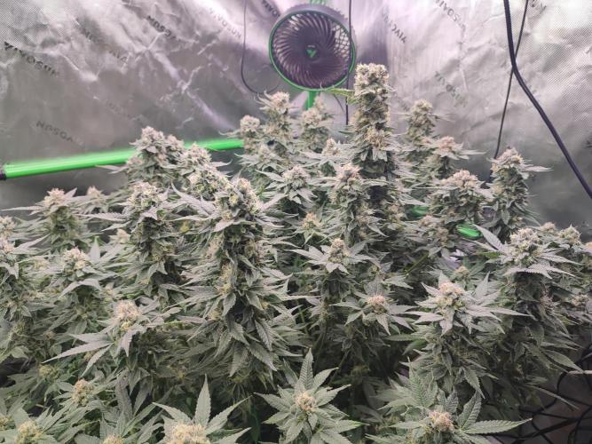 DWC - Papaya Stank. Week 15 - BT 47