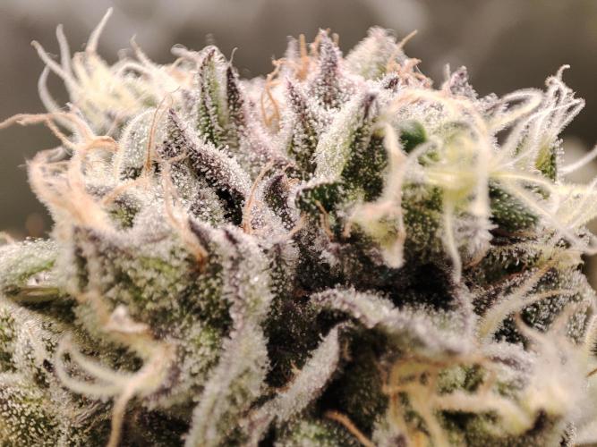 DWC - Papaya Stank. Week 15 - BT 47