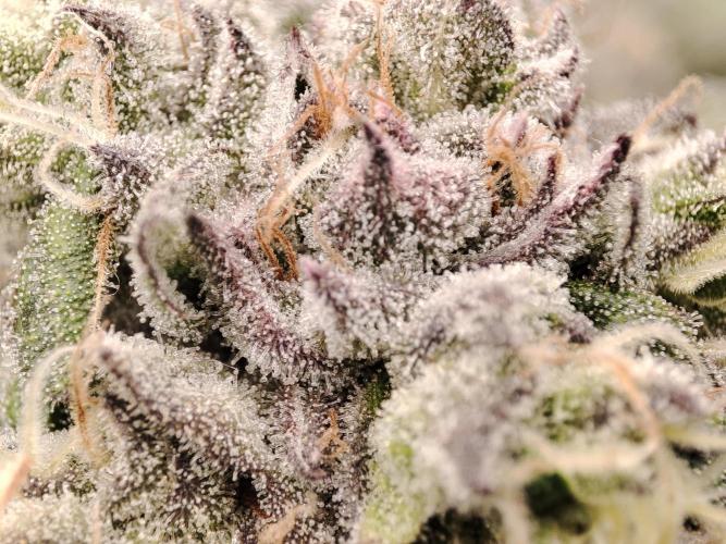 DWC - Papaya Stank. Week 15 - BT 47