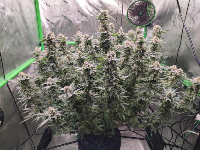 DWC - Papaya Stank. Week 15 - BT 48