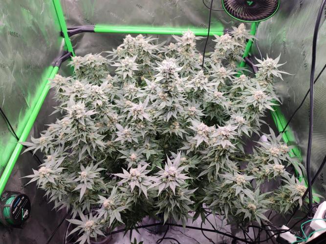 DWC - Papaya Stank. Week 15 - BT 48