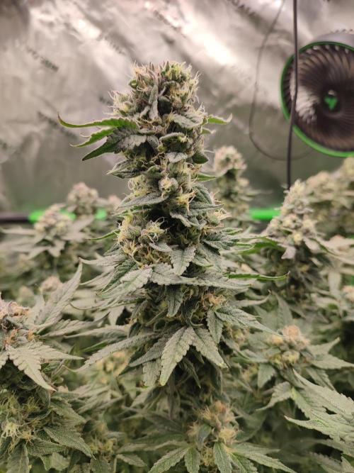 DWC - Papaya Stank. Week 15 - BT 48