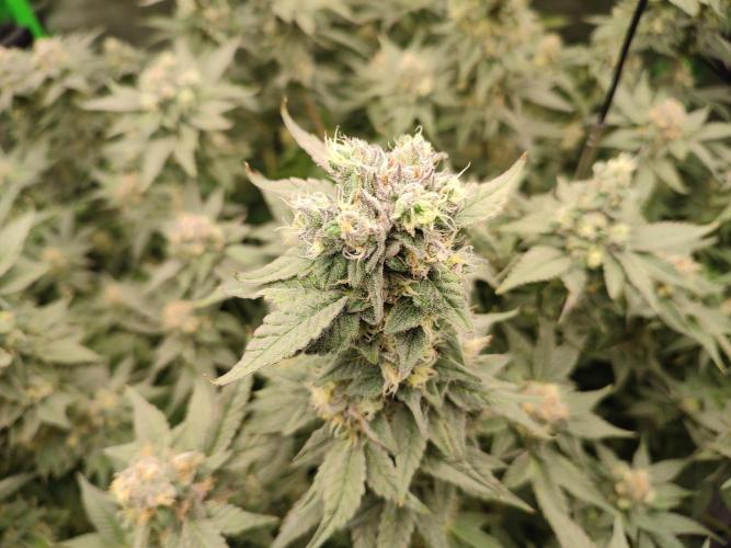 DWC - Papaya Stank. Week 15 - BT 48