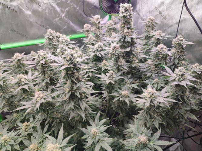 DWC - Papaya Stank. Week 15 - BT 48