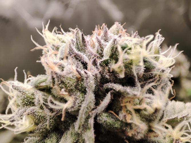 DWC - Papaya Stank. Week 15 - BT 48