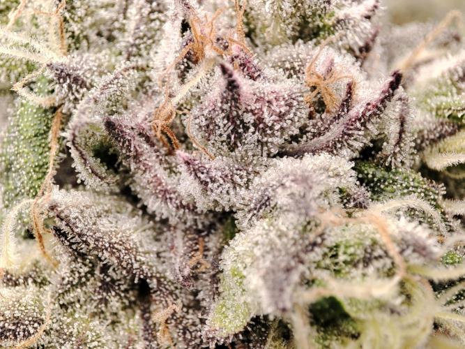 DWC - Papaya Stank. Week 15 - BT 48