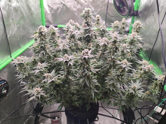 DWC - Papaya Stank. Week 16 - Tag 49