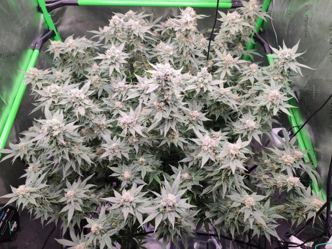 DWC - Papaya Stank. Week 16 - Tag 49