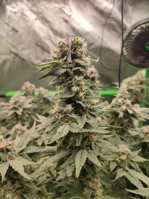 DWC - Papaya Stank. Week 16 - Tag 49