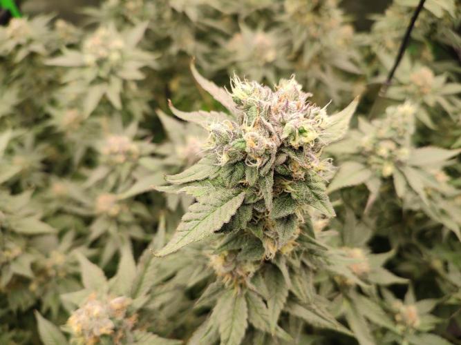 DWC - Papaya Stank. Week 16 - Tag 49