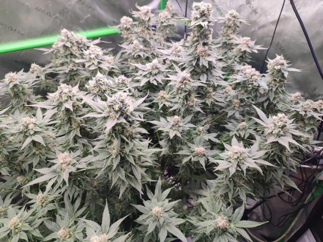 DWC - Papaya Stank. Week 16 - Tag 49