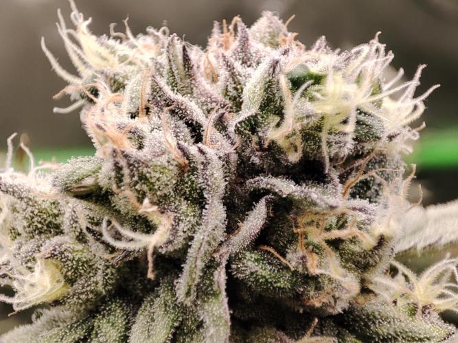 DWC - Papaya Stank. Week 16 - Tag 49