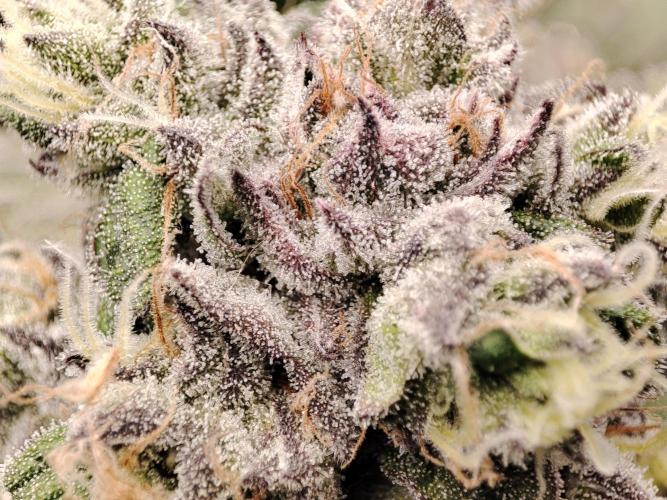 DWC - Papaya Stank. Week 16 - Tag 49