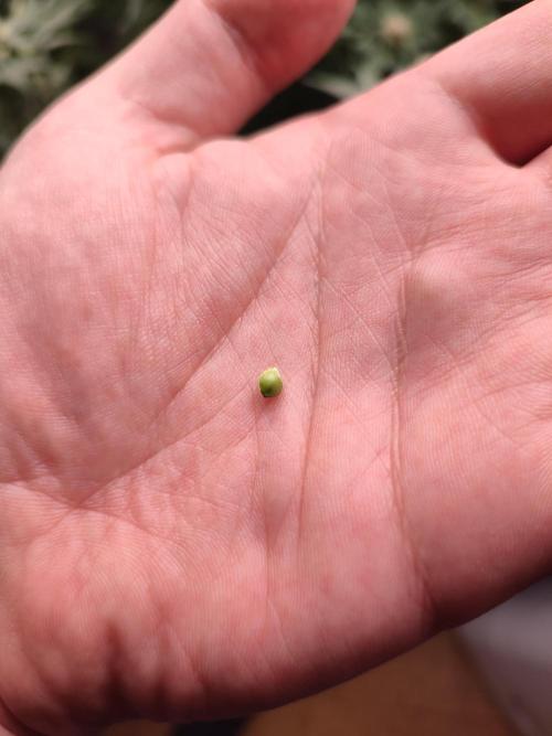 DWC - Papaya Stank. Week 16