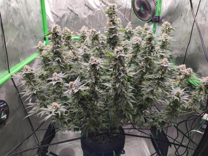 DWC - Papaya Stank. Week 16 - BT 50