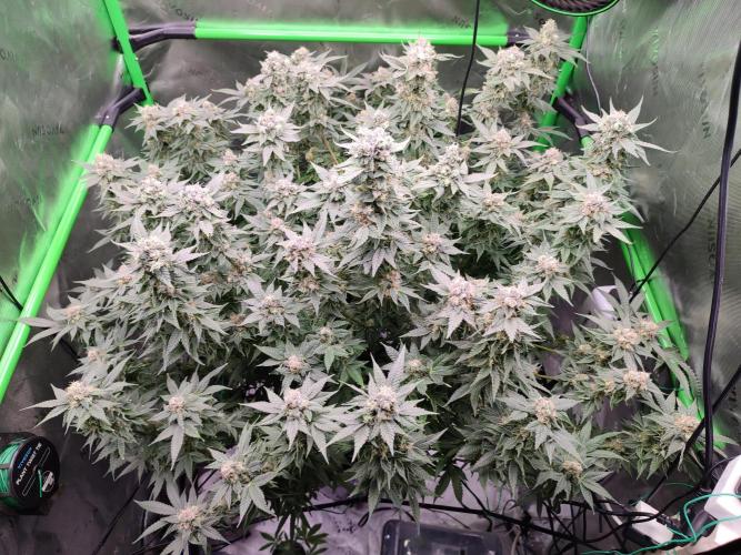 DWC - Papaya Stank. Week 16 - BT 50