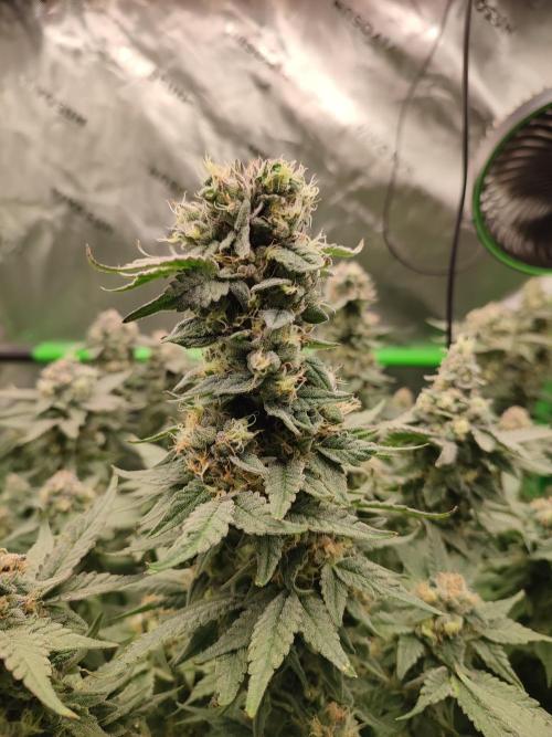 DWC - Papaya Stank. Week 16 - BT 50