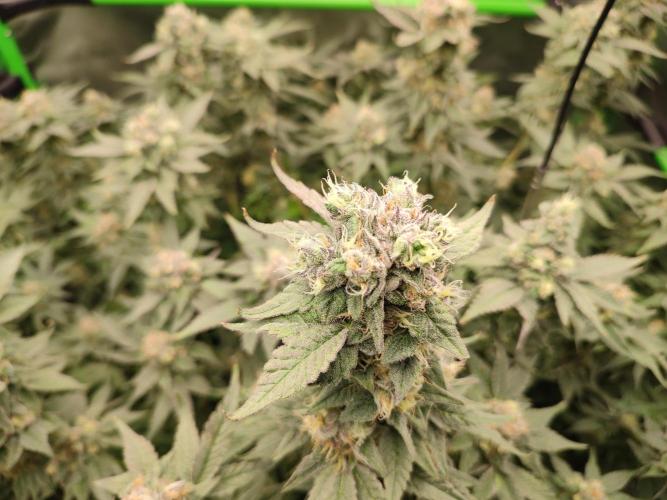 DWC - Papaya Stank. Week 16 - BT 50