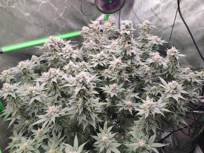 DWC - Papaya Stank. Week 16 - BT 50