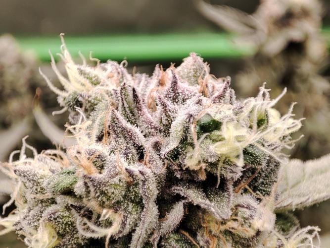 DWC - Papaya Stank. Week 16 - BT 50