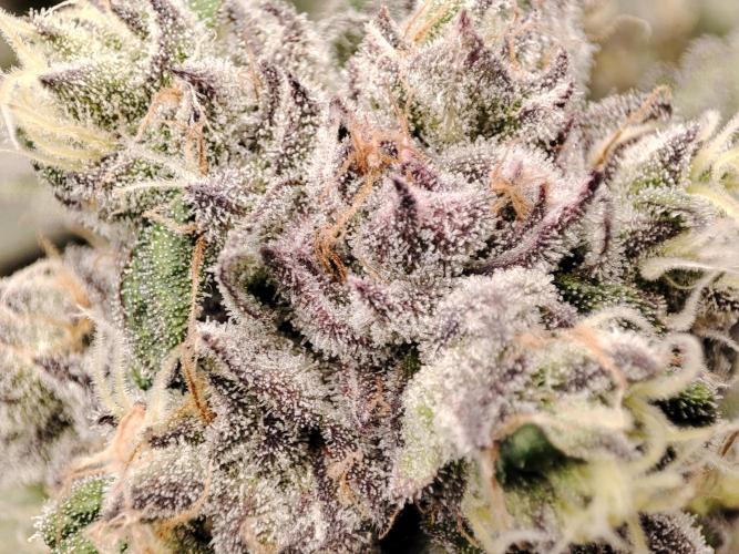 DWC - Papaya Stank. Week 16 - BT 50