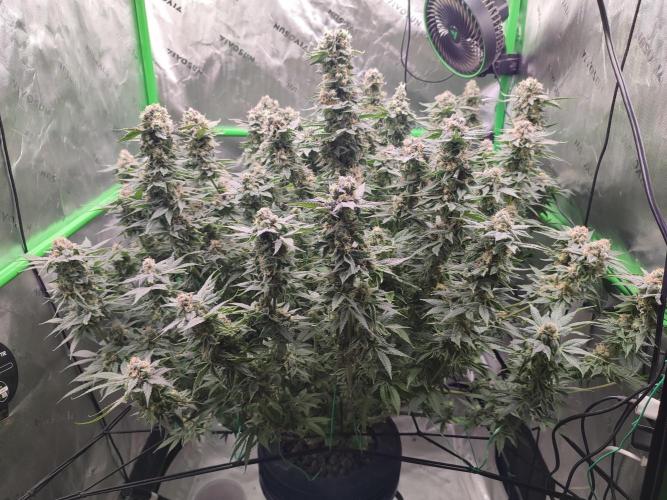 DWC - Papaya Stank. Week 16 - BT 51