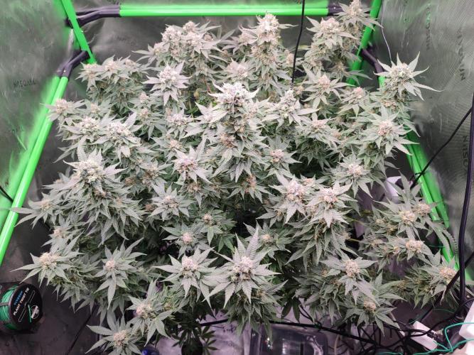 DWC - Papaya Stank. Week 16 - BT 51