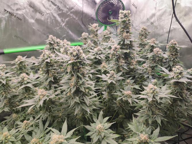 DWC - Papaya Stank. Week 16 - BT 51