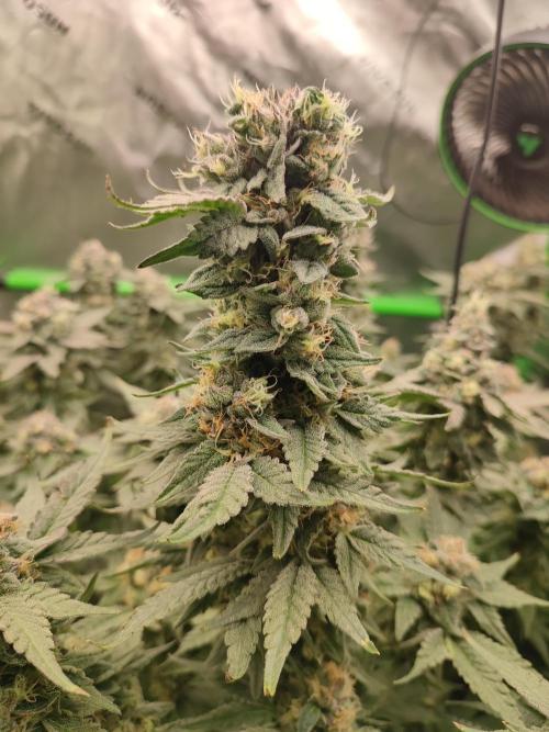 DWC - Papaya Stank. Week 16 - BT 51