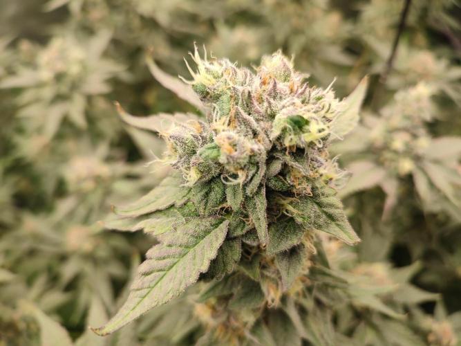 DWC - Papaya Stank. Week 16 - BT 51