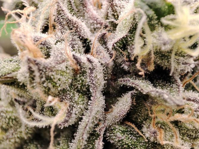 DWC - Papaya Stank. Week 16 - BT 51